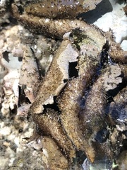 Umbilicaria hirsuta