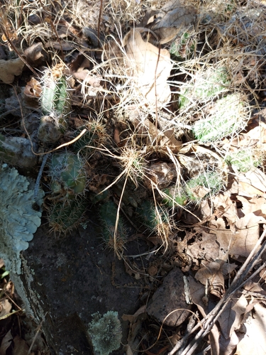 Echinocereus scheeri