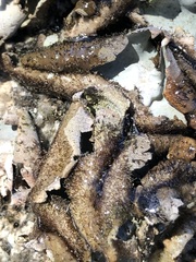 Umbilicaria hirsuta