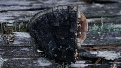 Gloeophyllum protractum