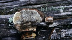 Gloeophyllum protractum