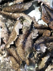 Umbilicaria hirsuta