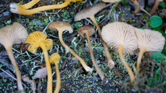 Chrysomphalina chrysophylla