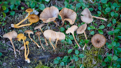 Chrysomphalina chrysophylla