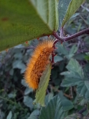 Canararctia rufescens