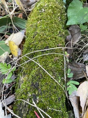 Selaginella apoda