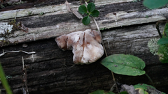 Amylocystis lapponica