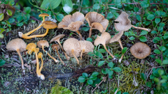 Chrysomphalina chrysophylla