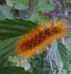 Canararctia rufescens