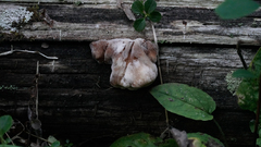 Amylocystis lapponica