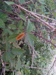 Canararctia rufescens