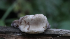 Amylocystis lapponica