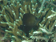 Zebrasoma scopas