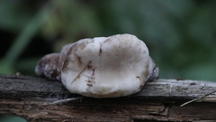 Amylocystis lapponica