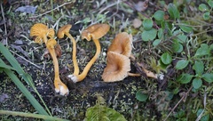 Chrysomphalina chrysophylla