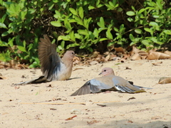 Streptopelia senegalensis