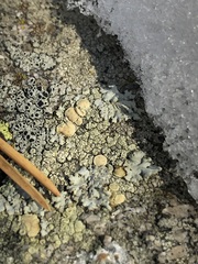 Rhizoplaca chrysoleuca