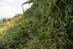 Adenophora triphylla