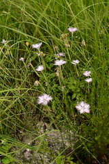 Dianthus longicalyx