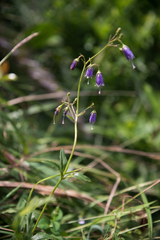 Adenophora triphylla