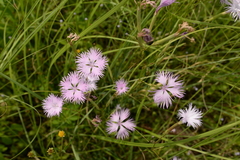 Dianthus longicalyx