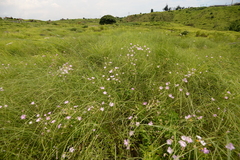 Dianthus longicalyx