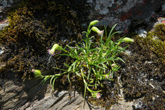 Silene ohwii