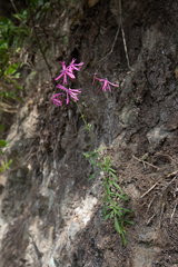 Silene fissipetala