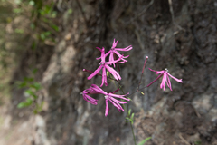 Silene fissipetala