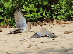 Streptopelia senegalensis