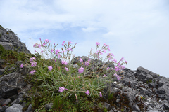 Dianthus seisuimontanus