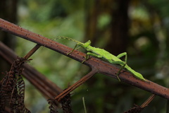 Heteropteryx dilatata