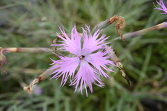 Dianthus seisuimontanus