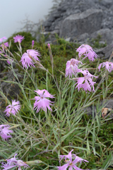 Dianthus seisuimontanus