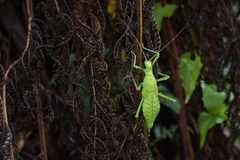 Heteropteryx dilatata