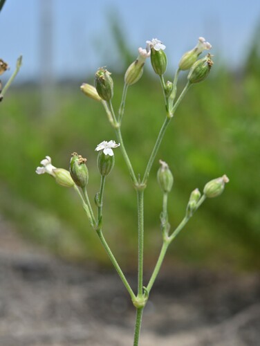 Silene aprica iNat (1)