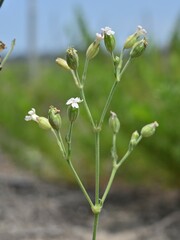 Silene aprica