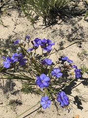Aristea oligocephala