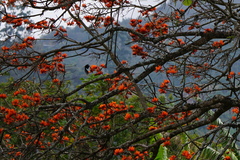 Erythrina poeppigiana