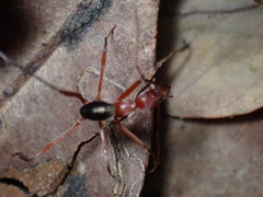 Leptomyrmex tibialis