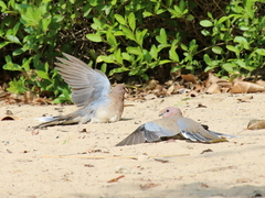 Streptopelia senegalensis