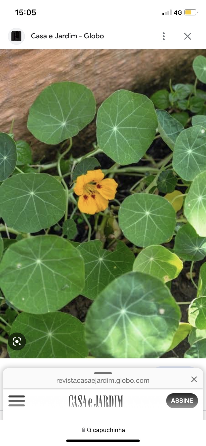 Tropaeolum majus