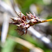 Carex oxyandra - Photo (c) Cheng-Tao Lin, some rights reserved (CC BY-NC), uploaded by Cheng-Tao Lin