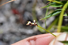 Carex oxyandra