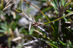 Carex oxyandra