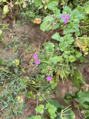 Erodium