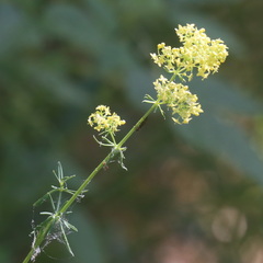 Galium × pomeranicum