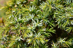 Juniperus formosana