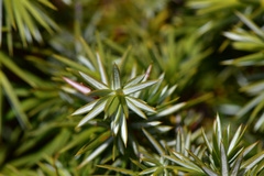 Juniperus formosana
