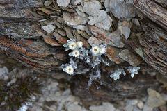 Anaphalis nepalensis